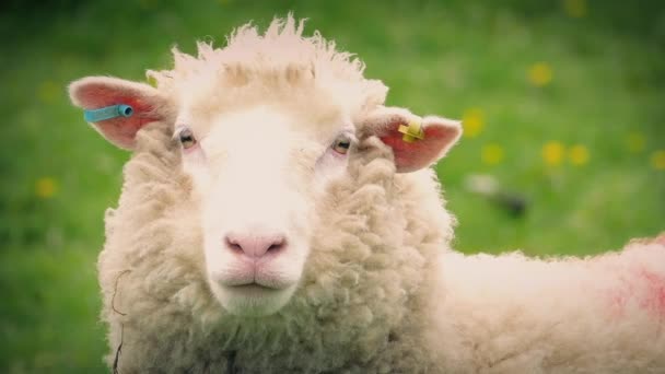 Sheep In Field Closeup — Stock Video