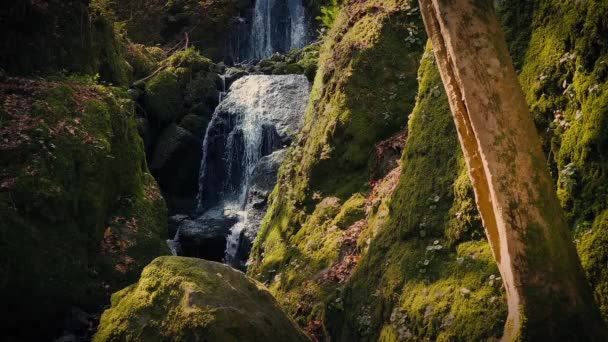 夕方には美しい森の滝 — ストック動画