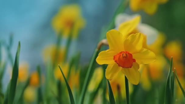 Το Daffodils σε απαλό αεράκι — Αρχείο Βίντεο