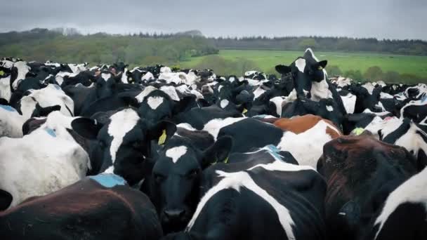 Grand troupeau de vaches montrant et montant — Video