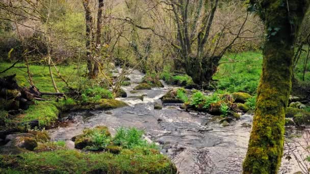 Waldszene mit Fluss durch die Bäume — Stockvideo