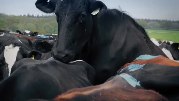 Montaje de la vaca en rebaño estrechamente embalado — Vídeos de Stock