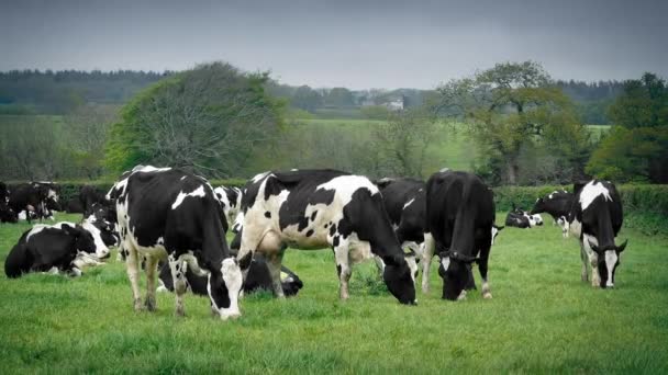 Kühe weiden auf dem Feld — Stockvideo