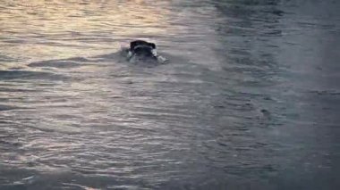 Köpek Yüzer Ball ve iade almak için