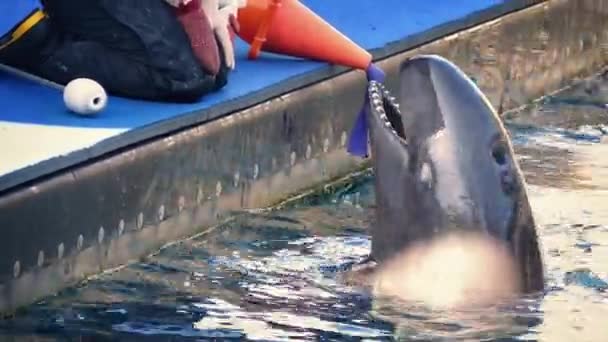 Zookeeper krmení ryb na Dolphin — Stock video