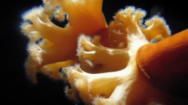 Büyük turuncu anemon okyanusun derinliklerinde