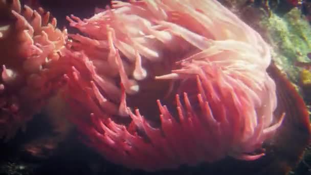 Grande anémone de mer rose au fond de l'océan — Video