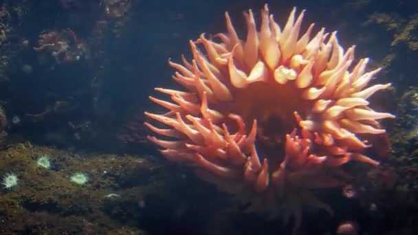 Sunflower-Like Sea Anemone On Coral Reef — Stock Video