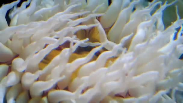 Tentáculos de anémona marina en la corriente — Vídeos de Stock