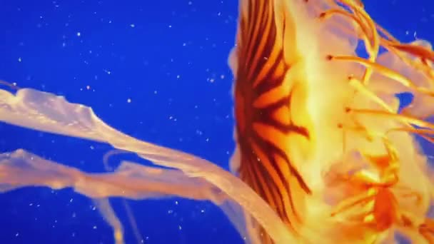 Jellyfish Gracefully Propels Itself In The Ocean — Stock Video