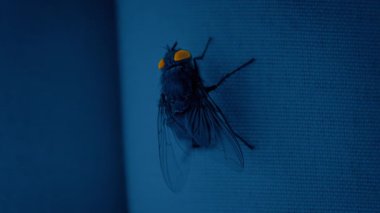 Parlayan Gözlerle Uçar Perdeye