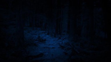 Korkunç Karanlık Orman 'da Süzülen Yol