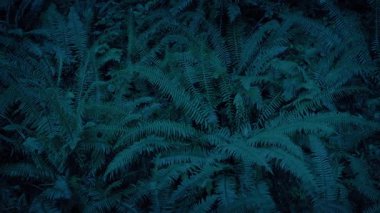 Orman eğreltiotlarının üzerinde Karanlıkta