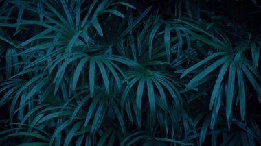 Tropikal Bitkiler Akşam Sallanıyor