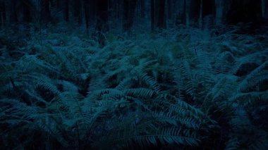 Orman Akşamları birçok eğreltiotu ile açılır