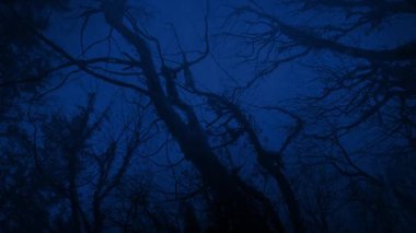 Yağmurda Karanlık Orman 'da Hareket Etmek