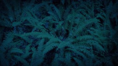 Ormandaki yağmur altında eğreltiotlarına bakıyorum.