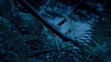 Yağmur Altında Orman Havuzu Karanlıkta