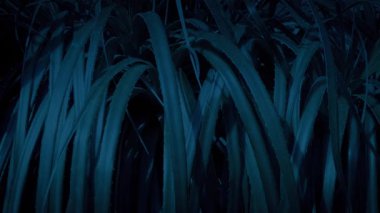 Karanlıktaki Dikenli Orman Bitkileri 'ni geçiyoruz.