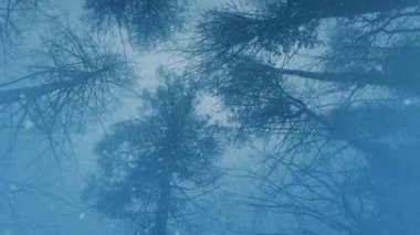 Kar yağışında Ağaçların Altında Yukarıya Bakıyor