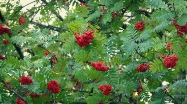 Berry Bunches rüzgar ağacı üzerinde