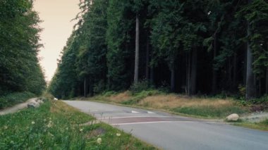 Orman yolu akşam araba geçer