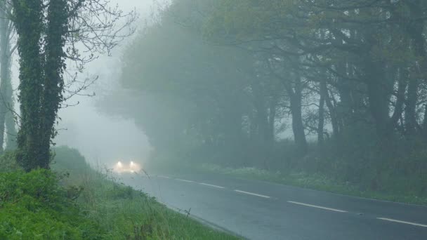 Bilar passerar genom skogen i regn och dimma — Stockvideo