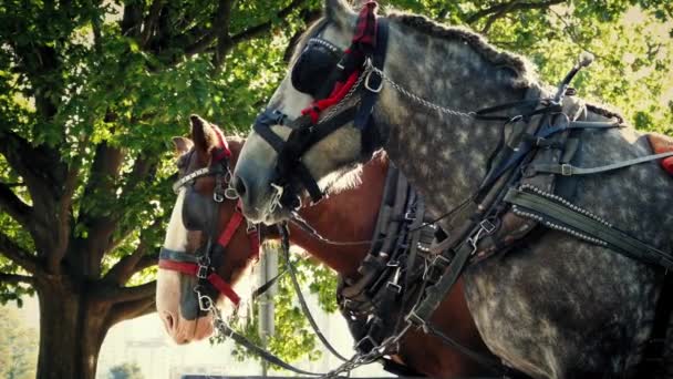 Hästar i parken med passerar cyklister — Stockvideo