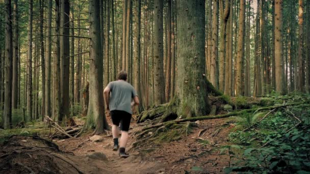 Hombre corriendo en el sendero a través de altos árboles — Vídeo de stock