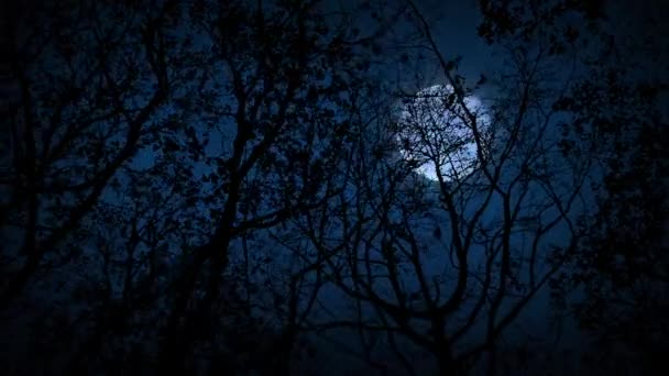 Flytta genom skrämmande skogen tittar upp på Full Moon — Stockvideo