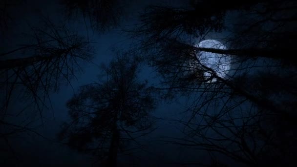 Двигаясь под деревьями при полной луне ночью — стоковое видео
