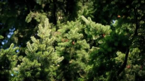 Árbol de pino balanceándose en la brisa — Vídeo de stock