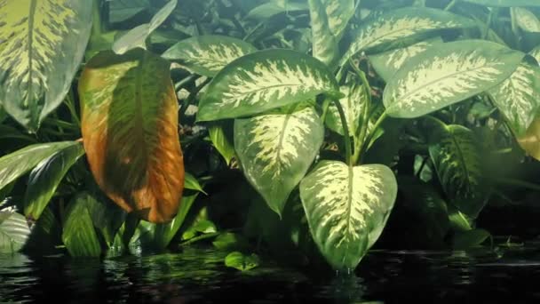 Plants By The Water In Rainforest — Stock Video