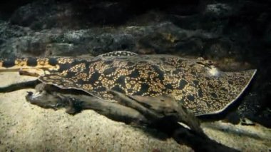 Kum ve kaya karıştırma stingray