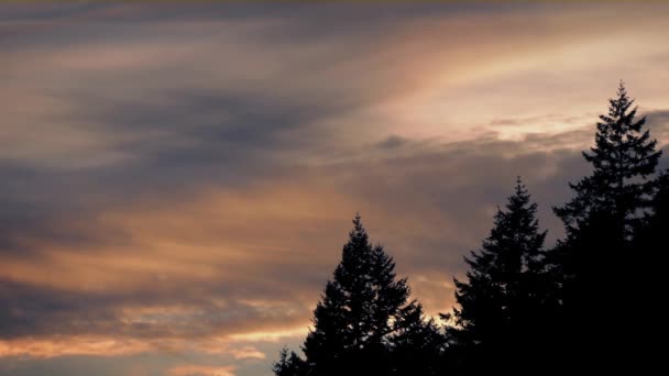 Soleil levant Ciel avec des arbres — Video