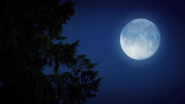 Branches d'arbres avec pleine lune dans la forêt 