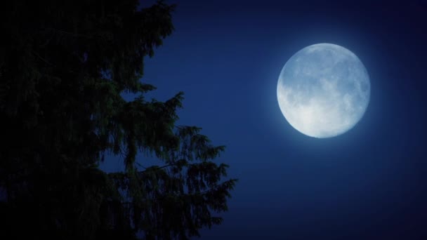 Branches d'arbres avec pleine lune dans la forêt — Video