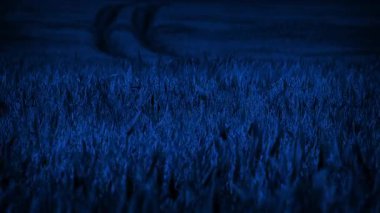 Gece Mısır Tarlasında İzler