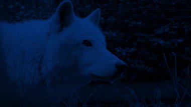 Gece 4 Çekimlerinde Çevrede Kurtlar