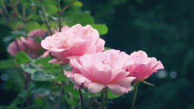 Rüzgardaki Gül Çiçekleri