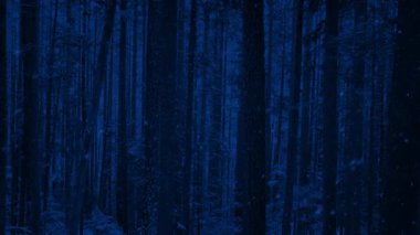 Gece Kışın Ormanda Kar yağışıweather forecast