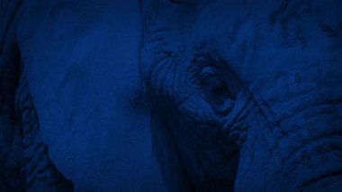 Geceleyin Su Deliğinden Fil