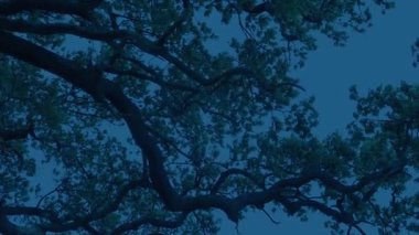 Alacakaranlıkta Rüzgarda Büyük Ağaç Dalları