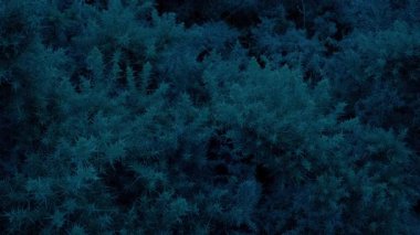 Dikenli Gorse Fırçaları Rüzgarlı Akşamlarda