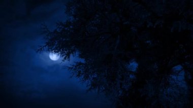 Rüzgarda Büyük Çam Ağacı ve Ay Arkasında