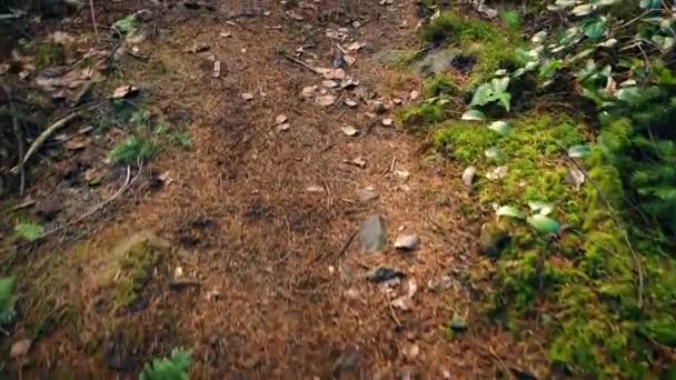 滑翔森林路径 Pov — 图库视频影像