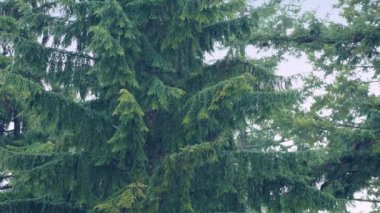 Şiddetli yağmur büyük ağaçlarda