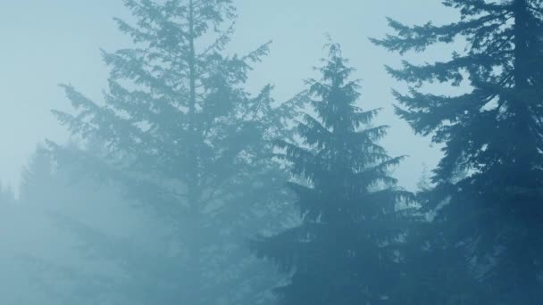Árboles en fuerte niebla y lluvia — Vídeos de Stock