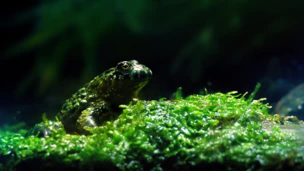 Small Frog In Tropical Rainforest — Stock Video