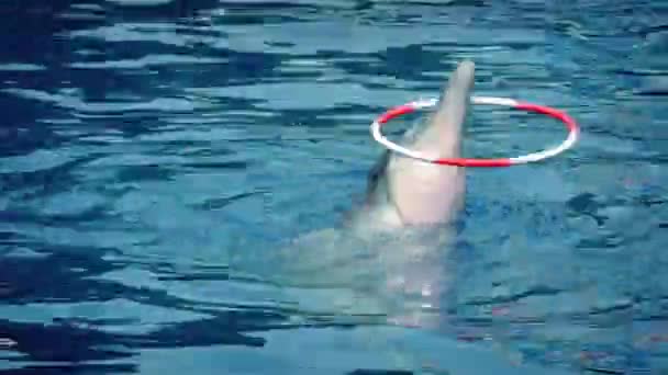 Dolphin Skillfully Twirls Hoop On Head — Stock Video